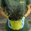 Ophiopogon negro