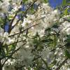 Exochorda macrantha 'The Bride'