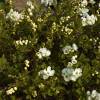 Exochorda macrantha 'The Bride'