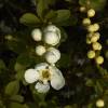 Exochorda macrantha 'The Bride'