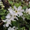 Exochorda macrantha 'The Bride'