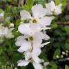 Exochorda macrantha 'The Bride'