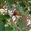 Feijoa