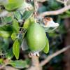 Feijoa