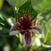 Feijoa