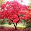 Arce japon�s 'Deshojo'