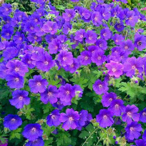 Geranio vivaz 'Johnson Blue' : venta Geranio vivaz 'Johnson Blue' /  Geranium Johnson Blue