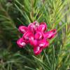 Grevillea 'Canberra Gem'