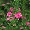 Grevillea con hojas de romero 'Jenkinsii'