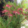 Grevillea con hojas de romero 'Jenkinsii'