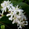 Flor de siete hijos