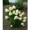 Hortensia de panculas 'Limelight'