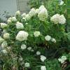 Hortensia de panculas 'Limelight'