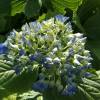 Hortensia 'Adria'