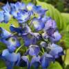 Hortensia 'Adria'