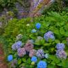 Hortensia 'Altona'