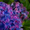 Hortensia 'Altona'