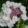 Hortensia 'Libelle'