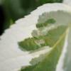 Hortensia 'Tricolor'