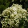 Hortensia trepadora