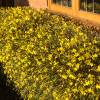 Jazmn amarillo