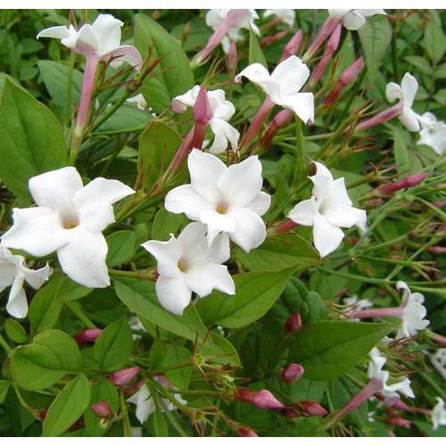 Jazmín común : venta Jazmín común / Jasminum officinalis