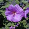 Lavatera 'Bredon Spring'