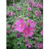 Lavatera 'Burgundy Wine'