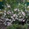 Lavatera 'Barnsley'