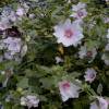 Lavatera 'Barnsley'