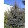 Leptospermum lanigerum 'Silver Sheen'