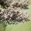 Leptospermum lanigerum 'Silver Sheen'