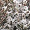 Leptospermum Blanco, Manuka Blanco