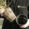 Leptospermum Blanco, Manuka Blanco