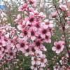 Leptospermum Rosa, Manuka Rosa