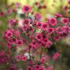 Leptospermum Rojo, Manuka Rojo