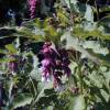 Leycesteria formosa 'Purple Rain'