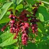 Leycesteria formosa 'Purple Rain'