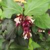 Leycesteria formosa 'Purple Rain'