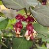 Leycesteria formosa 'Purple Rain'