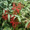 Nandina