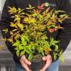 Nandina