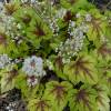 Heuchera 'Stoplight'