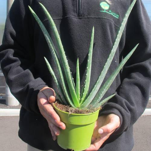 Aloe : vera / Aloe barbadensis