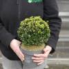 Acebo crenata 'Dark Green'