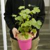Malva imperial