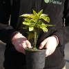 Aucuba del Japn 'Crotonifolia'