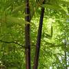 Bamb Phyllostachys Nigra