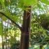 Bambú Phyllostachys Nigra
