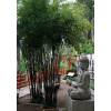 Bamb Phyllostachys Nigra